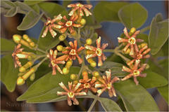 Schrebera swietenioides